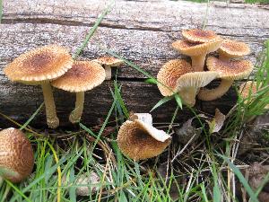 Heliocybe sulcata from <a href="https://en.wikipedia.org/wiki/Heliocybe">Wikipedia</a>