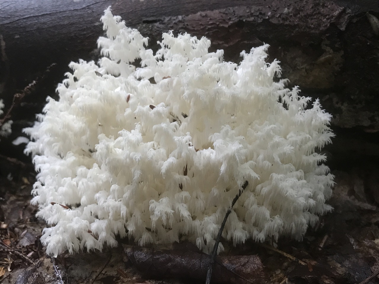 Photo of Hericium coralloides FP-101451 v1.0