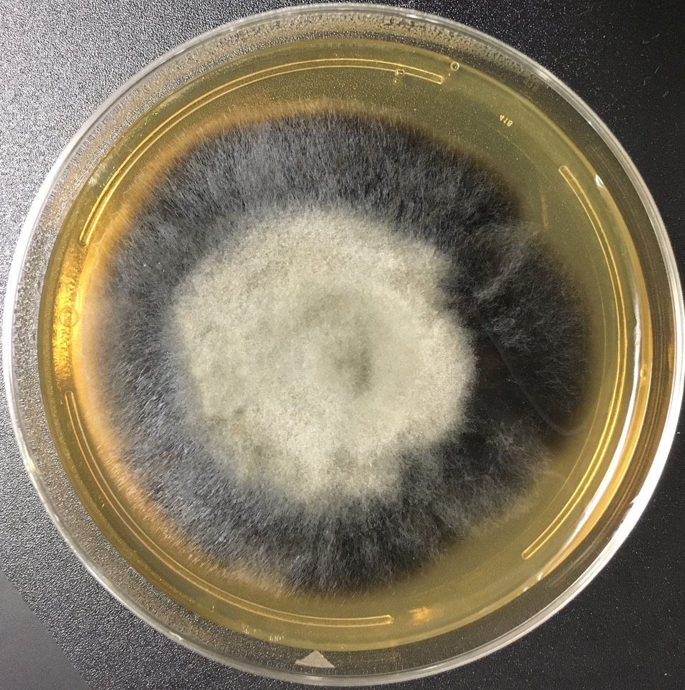 Herpotrichia sp. AK1299 on 2% malt extract agar (MEA). photo credit: J. M. U’Ren