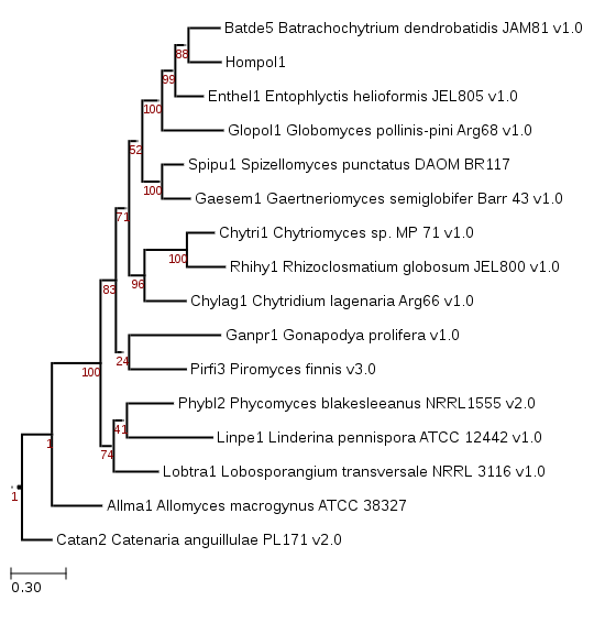 Maximum-likelihood phylogeny showing phylogenetic position of Homolaphlyctis polyrhiza JEL142 (Hompol1).