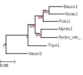 A tree showing the phylogenetic position of Hortaea acidophila (Horac1) among other Dothideomycetes with a Sordariomycetes (Neucr2) outgroup. 