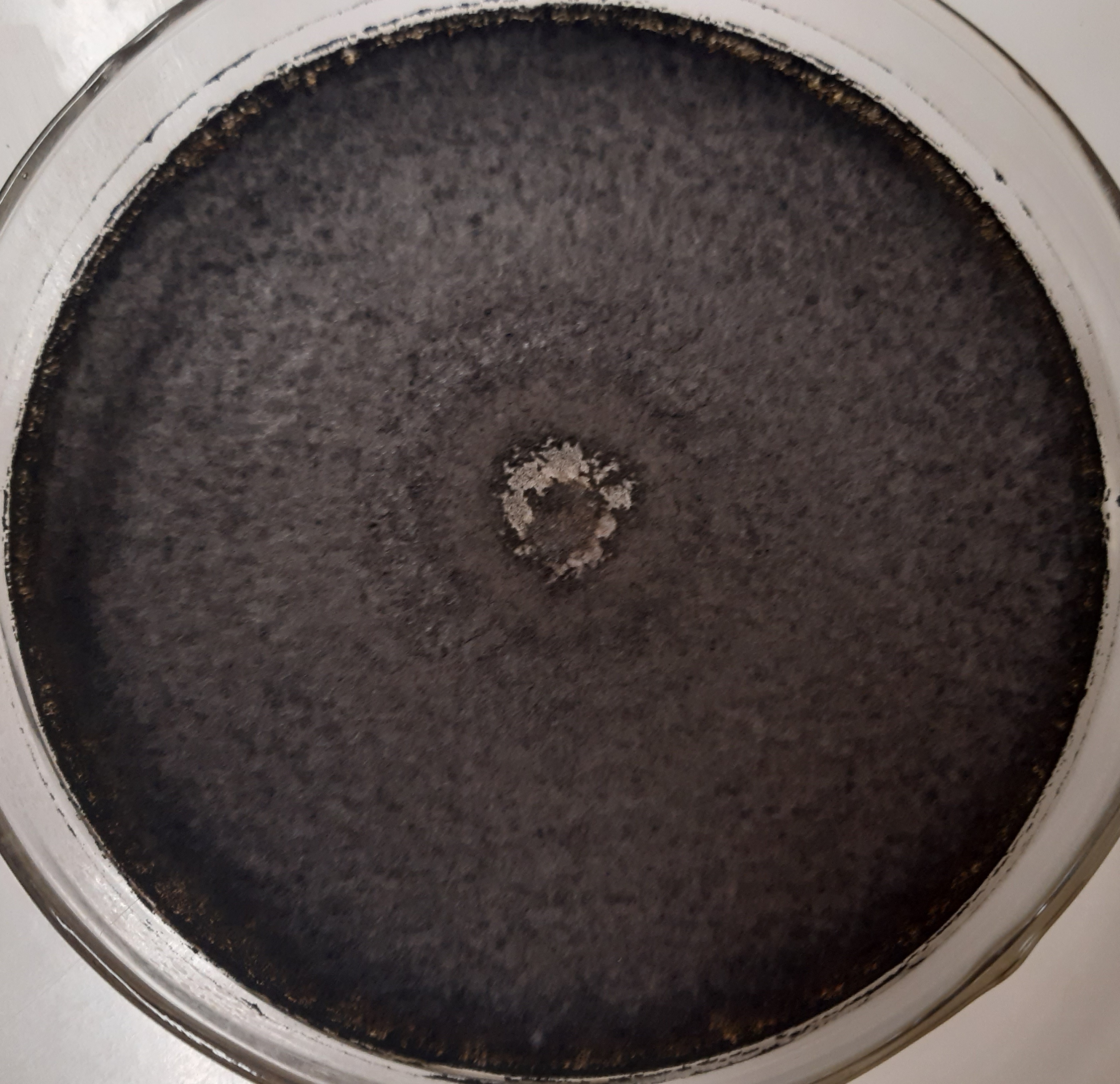 Photo of Trichocladium griseum var. thermoidea UFV