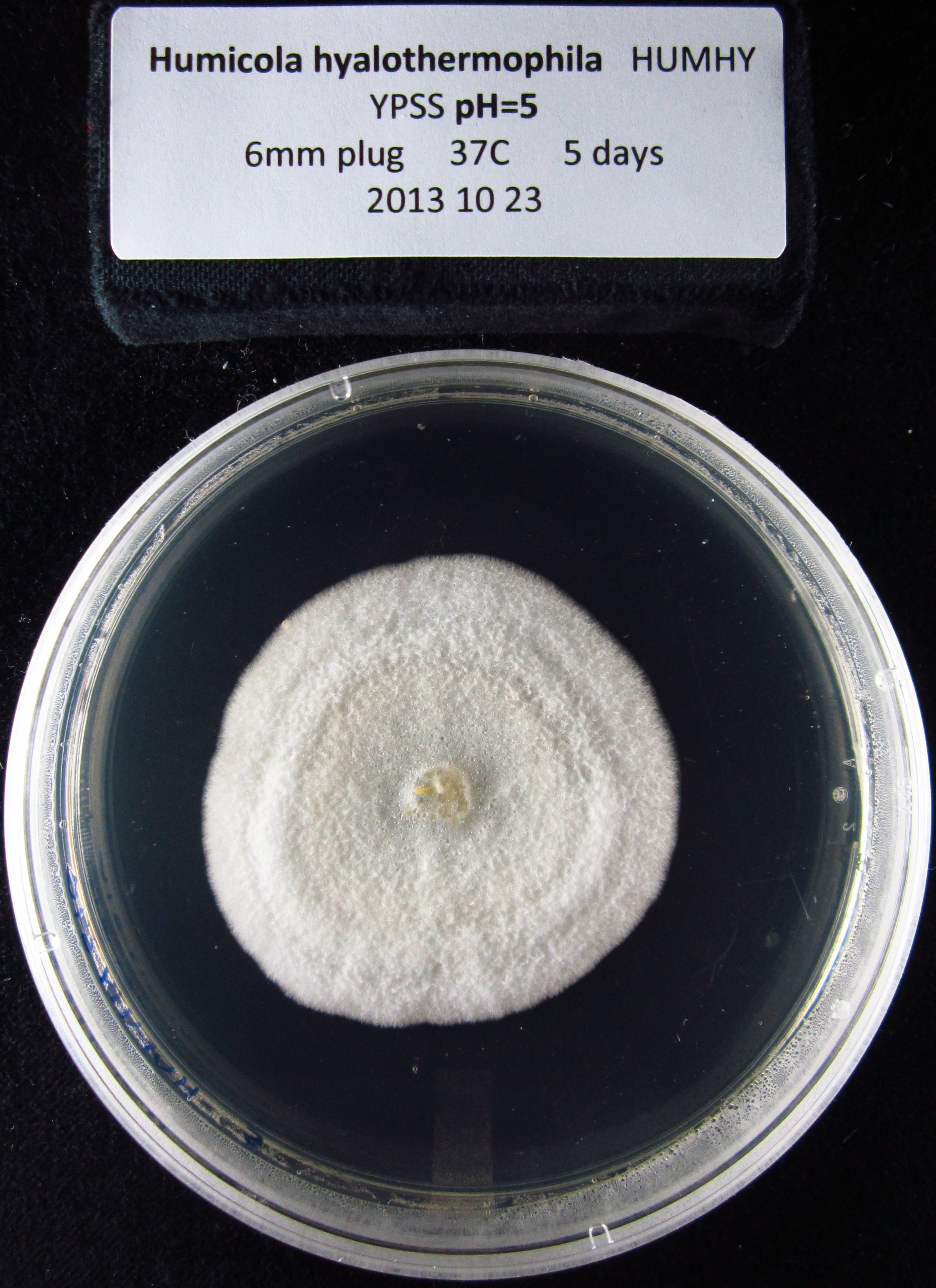Photo of Humicola hyalothermophila CBS 45480