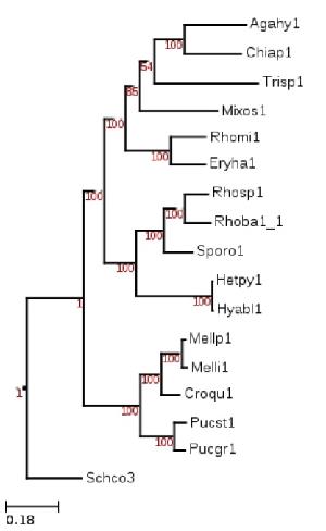 ML phylogeny of the Pucciniomycotina