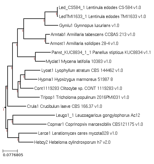 The species tree of Hypsizygus marmoreus 51987-8 and related species