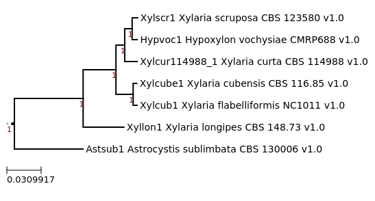 Photo of Xylaria flabelliformis CMRP688 v1.0