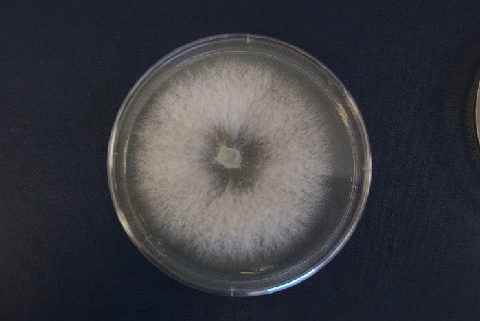 Irpex lacteus DSM 1183 growing on yeast malt peptone glucose agar
[Photo credit: Teeratas Kijpornyongpan]