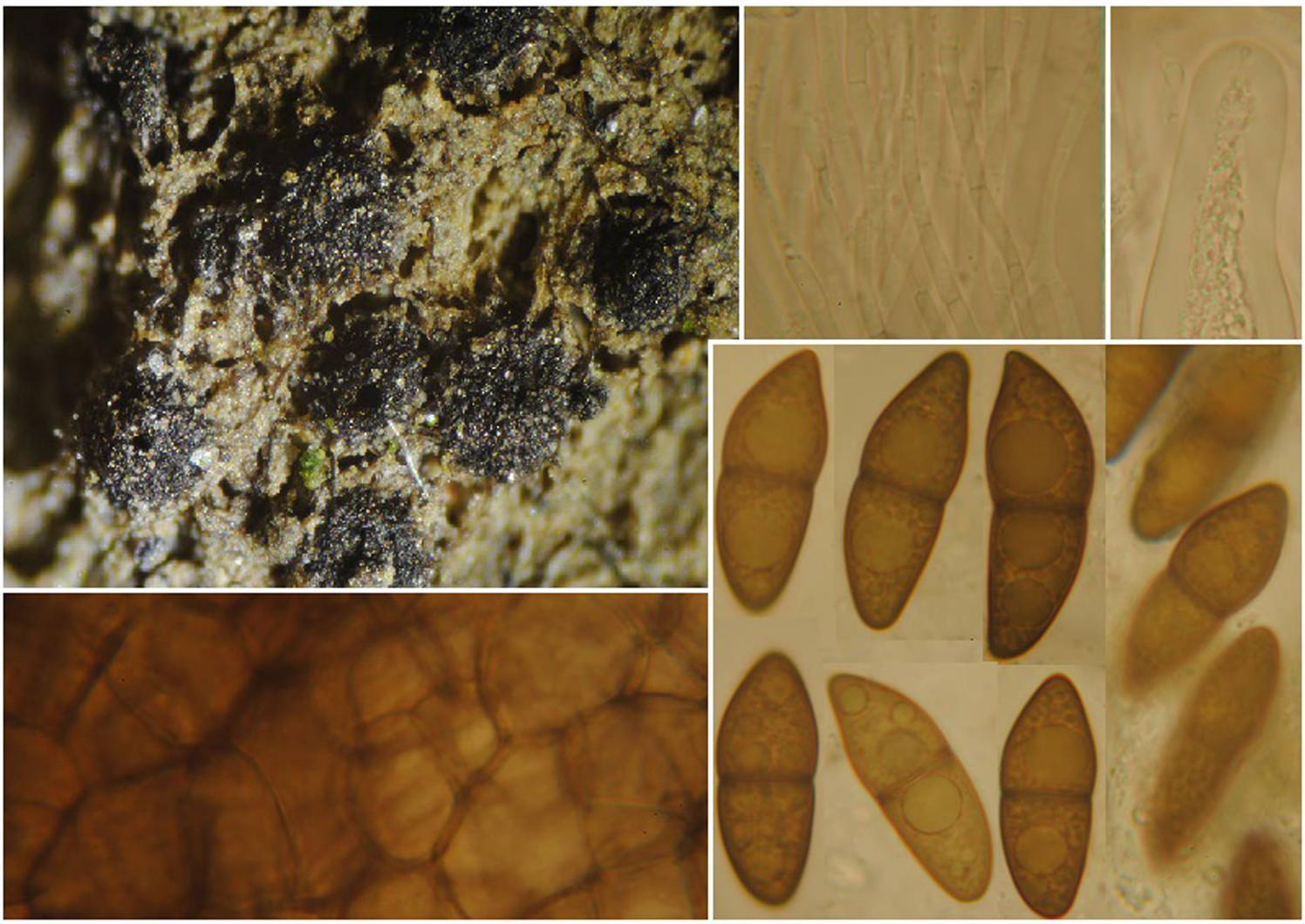 Jahnula aquatica, composite image of a collection on rotten submerged wood from VC17 Surrey.