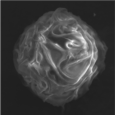 Zygosporangial hyphal mantle encircling a Jimgerdemannia flammicorona zygosporangium in a spiral as seen in scanning electron microscopy. Image by Quinn Hanses.