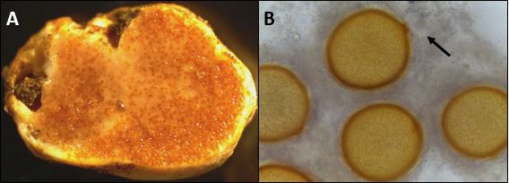 A) A freshly cut sporophore of Jimgerdemannia lactiflua shows 'milking' reaction. (B) Zygosporangia of J. lactiflua budding from the junction of the two gametangia (arrow). Images by Gregory Bonito.