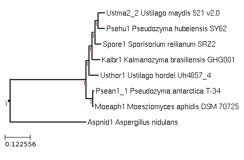 The species tree of Kalmanozyma brasiliensis GHG001 and related species