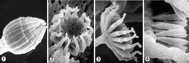 Figure 1) White sporophores with a terminal whorl of fertile branches called sporocladia. Figures 2-4) At maturity, the fungus superficially resembles a compound flower produced by members of the Asteraceae, with umbellate sporocladia bearing densely packed, fusiform unispored sporangia on pseudophialides. Images by Kerry O'Donnell