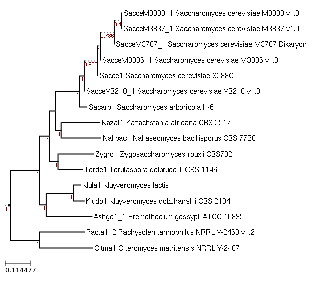 Maximum-Likelihood phylogeny generated by FastTree for Kluyveromyces dobzhanskii CBS 2104 and related species