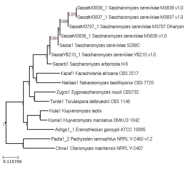 Maximum-Likelihood phylogeny generated by FastTree for Kluyveromyces marxianus DMKU3 1042 and related species 