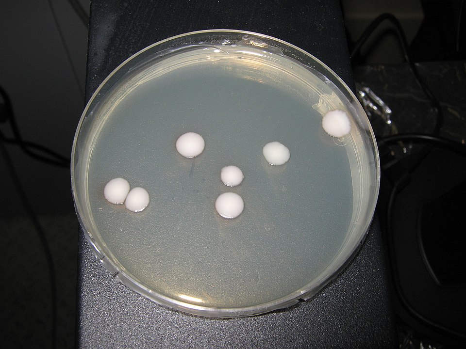 Kluyveromyces marxianus colonies on lactose selective agar. Image generated by <a
href="https://commons.wikimedia.org/wiki/User:Ude">Ude</a>
and available under the <a
href="http://creativecommons.org/licenses/by-sa/3.0/">Creative
Commons SA 3.0 License</a>.
