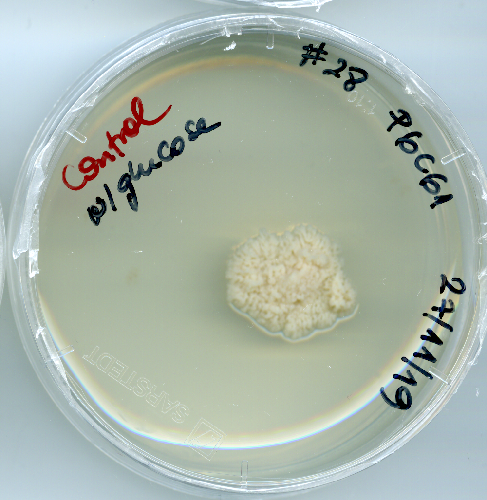 Kriegeriales isolate P6C61 growing in the lab. Image Credit: Mariana Kluge
