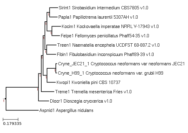 The species tree of Kwoniella pini CBS 10737 and related species