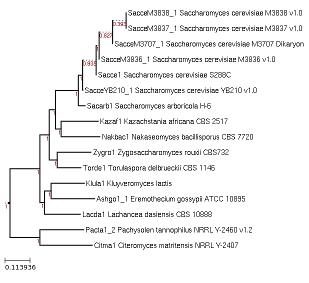 Maximum-Likelihood phylogeny generated by FastTree for Lachancea dasiensis CBS 10888 and related species