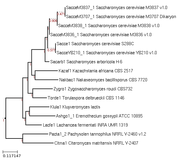 Maximum-Likelihood phylogeny generated by FastTree for Lachancea fermentati INRA UMR 1319 and related species