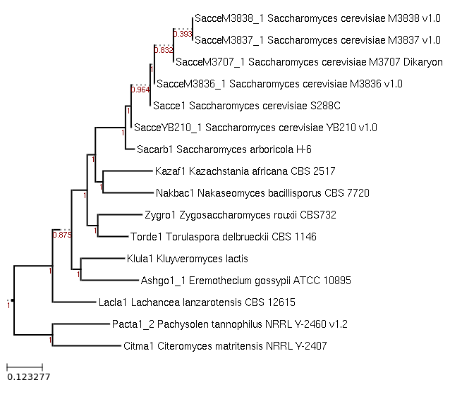 Maximum-Likelihood phylogeny generated by FastTree for Lachancea lanzarotensis CBS 12615 and related species