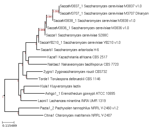 Maximum-Likelihood phylogeny generated by FastTree for Lachancea mirantina INRA UMR 1319 and related species