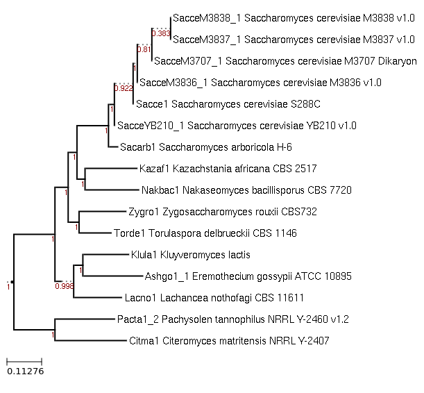 Maximum-Likelihood phylogeny generated by FastTree for Lachancea nothofagi CBS 11611 and related species