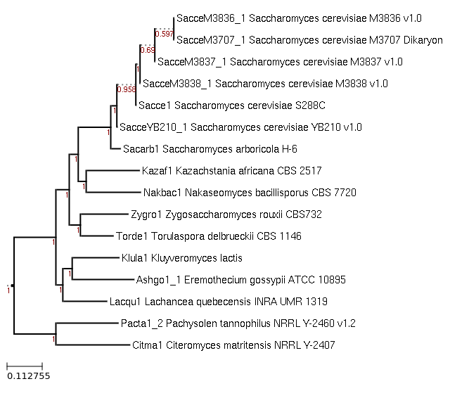 Maximum-Likelihood phylogeny generated by FastTree for Lachancea quebecensis INRA UMR 1319 and related species