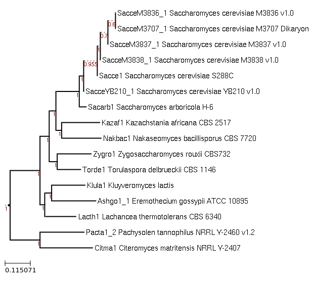 Maximum-Likelihood phylogeny generated by FastTree for Lachancea thermotolerans CBS 6340 and related species