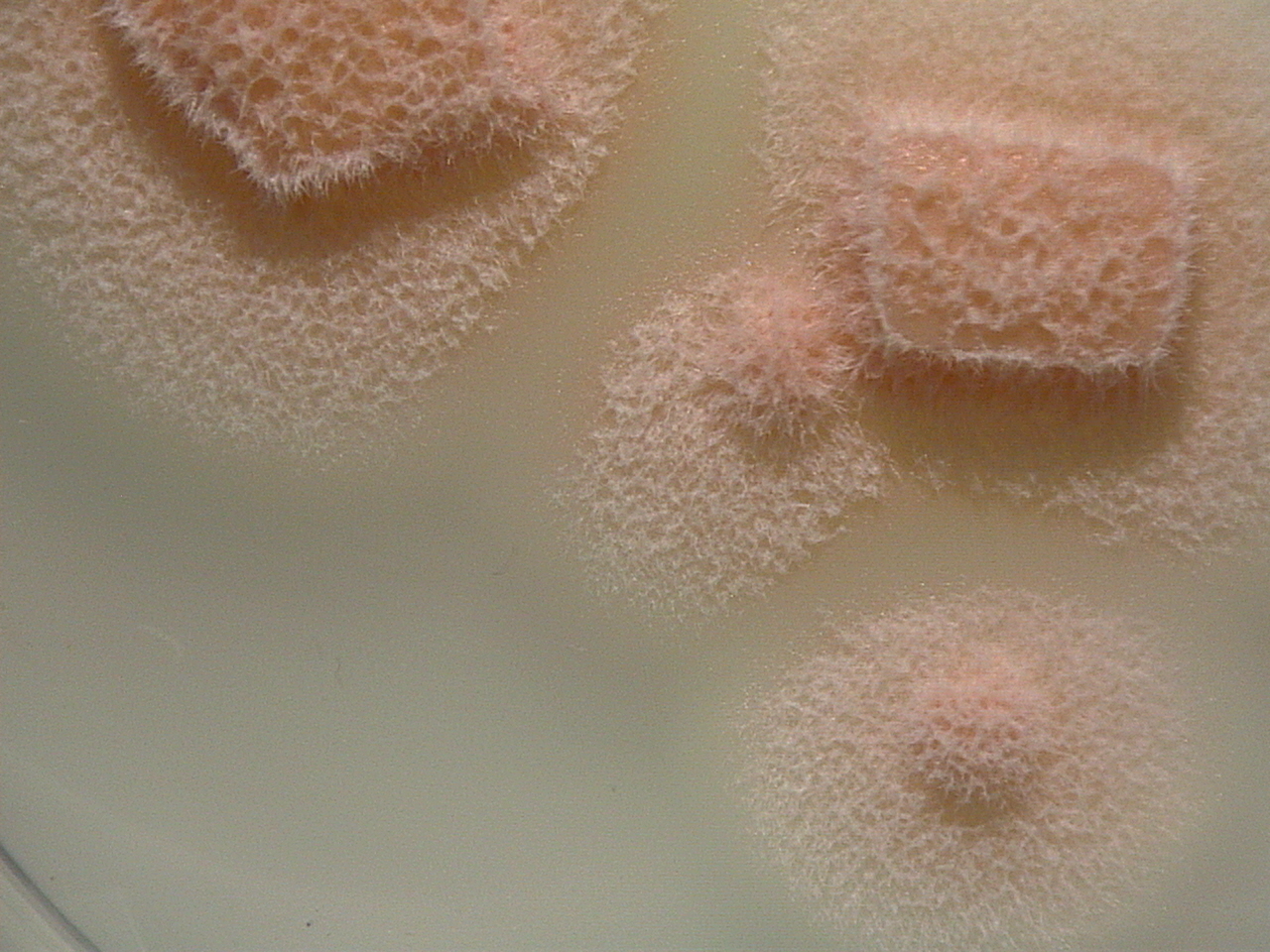 Lasiosphaeria miniovina growing in the lab.