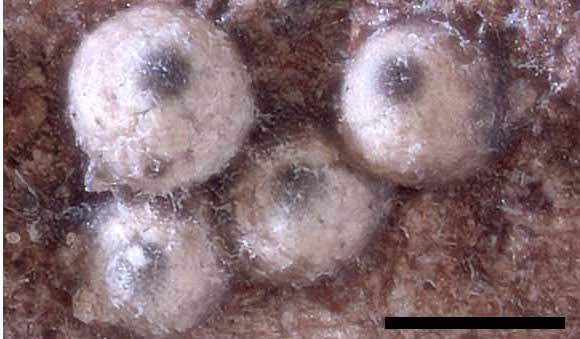 Ascomata of Lasiosphaeria similisorbina [Image Credit: Andrew N. Miller, University of Illinois, Illinois Natural History Survey]