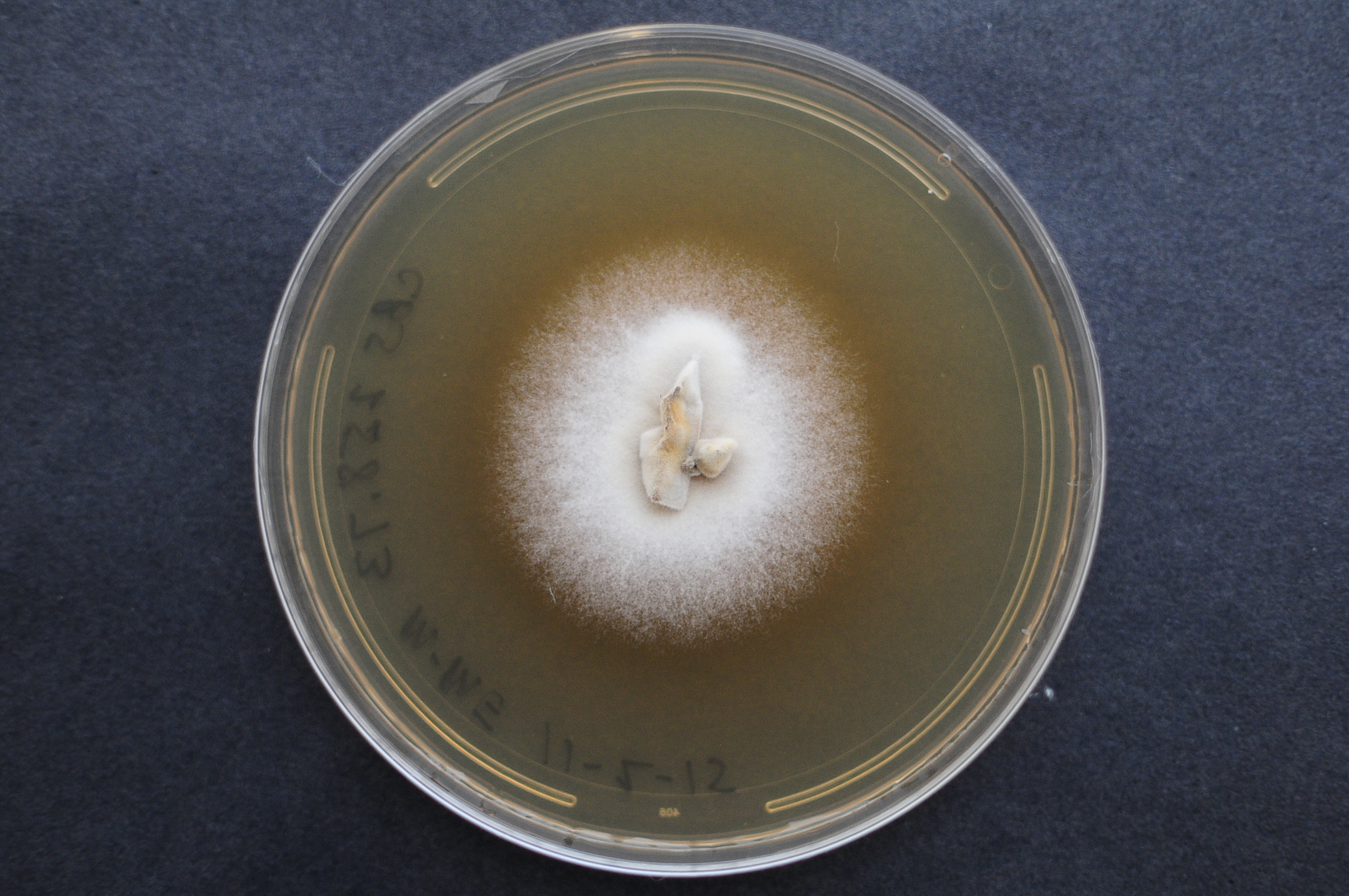 Laxitextum bicolor CBS 258.73 growing in the lab [Photo credit: Jon Karl Magnuson]