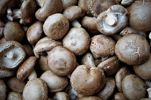 The image of Shiitake mushrooms