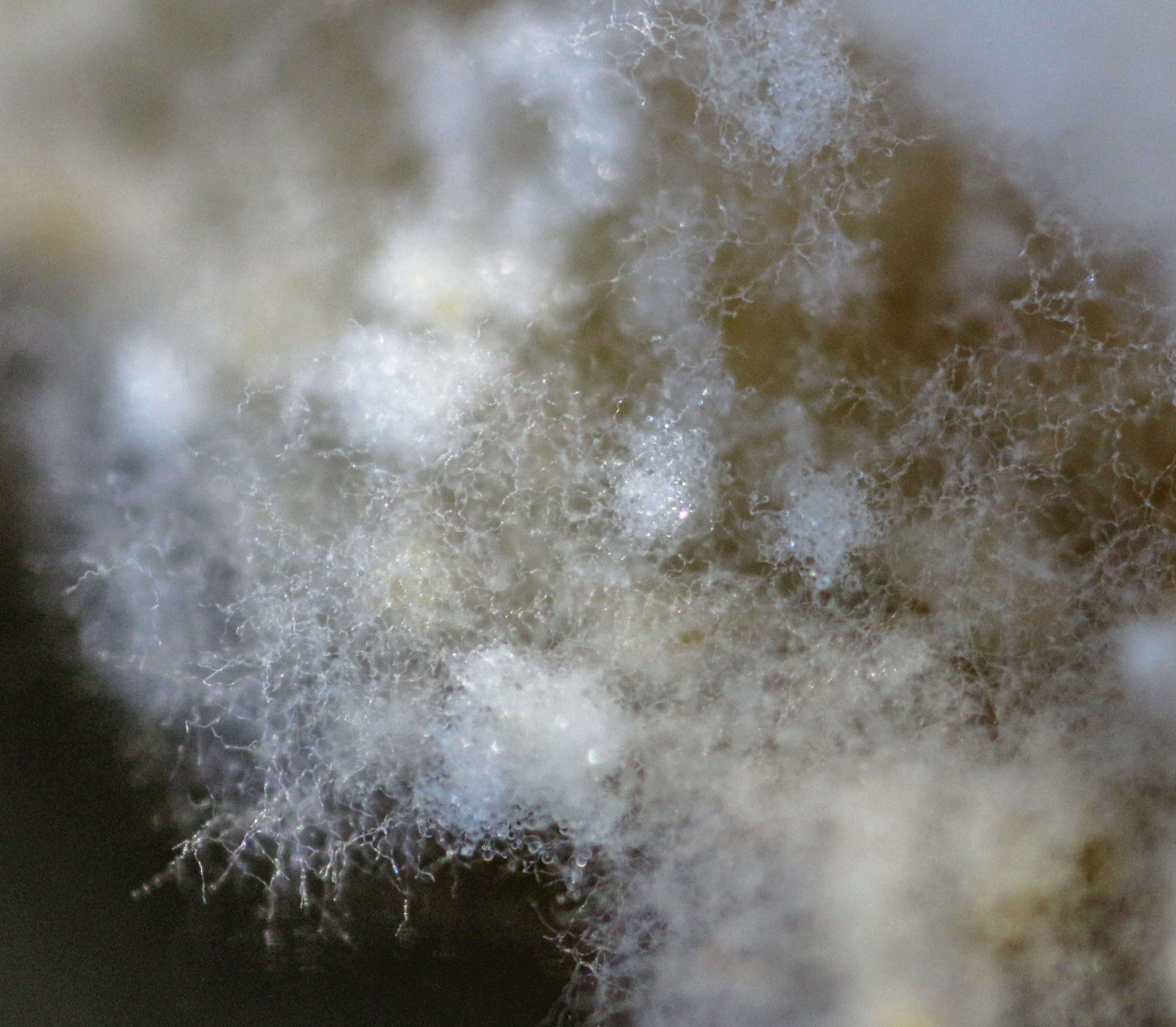 Leucoagaricus gongylophorus mycelium