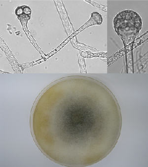 Photo of Lichtheimia hyalospora v1.0