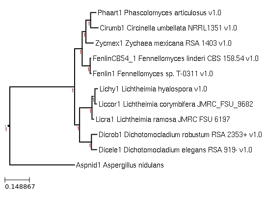 Maximum-Likelihood phylogeny generated by FastTree for Lichtheimia ramosa JMRC FSU 6197 and related species