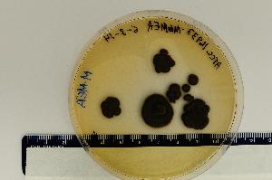 Photo of Lineolata rhizophorae ATCC 16933 v1.0