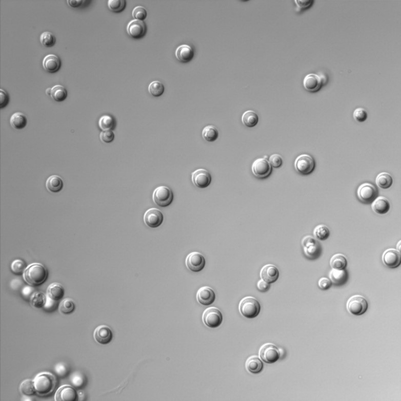 Photo of Lipomyces tetrasporus NRRL Y-64009 v1.0