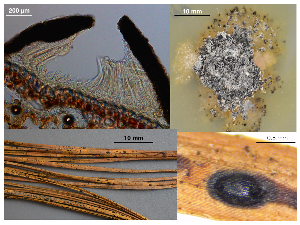 Figure clock-wise from top left: 
Transversal section of ascocarp.
Culture growing on 2% malt extract agar. Images by Rodolfo Salas Lizana.
Top view of ascocarp on dead pine needle.
Pine needles with ascomata and conidiomata.