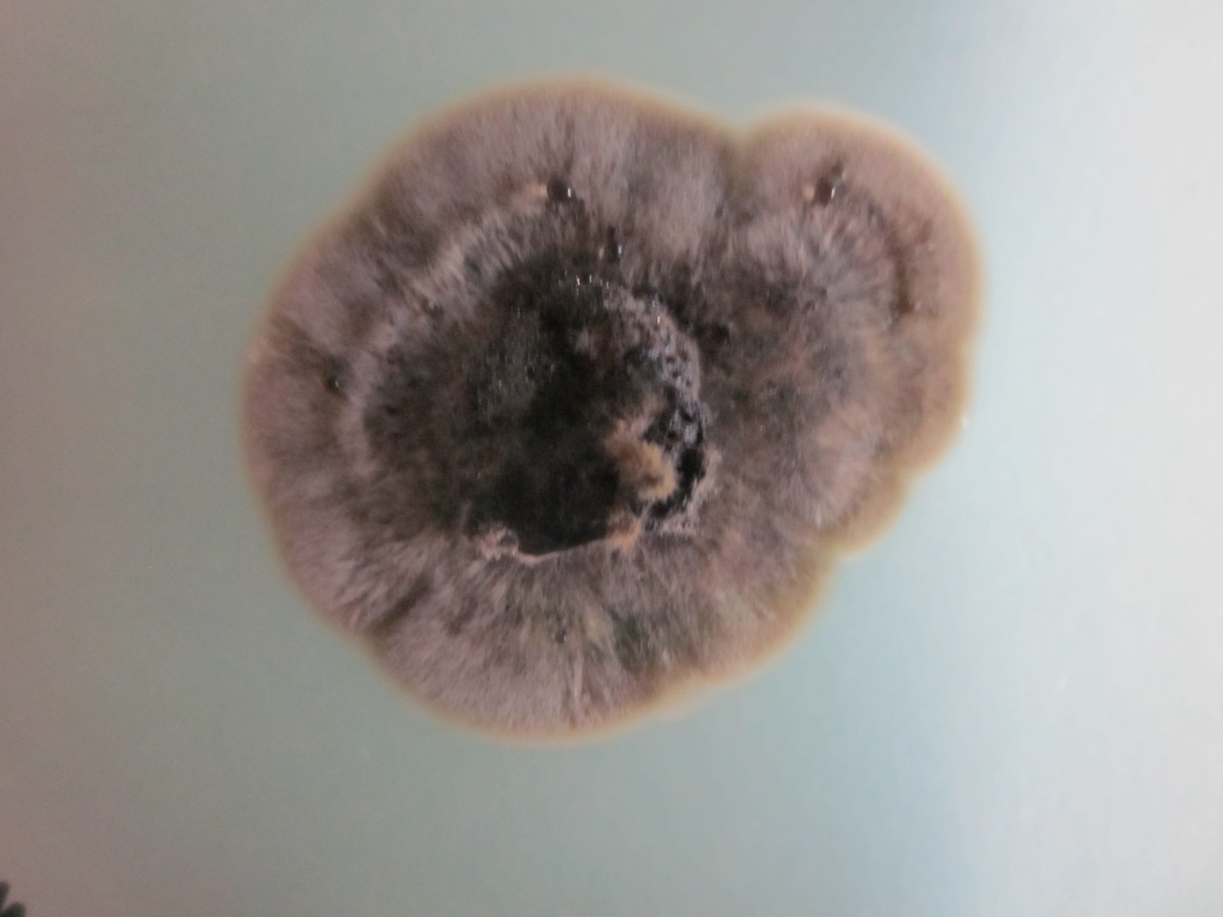 Photo of Lophiotrema nucula CBS 627.86 v1.0