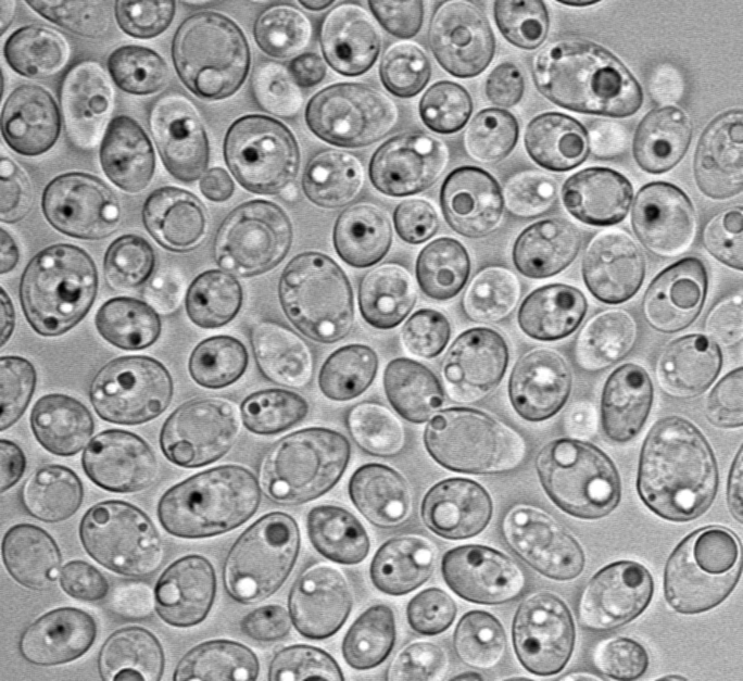 Lipomyces starkeyi 11558, a close relative of Lipomyces starkeyi CBS 7851. Image Credit: Kyle Pomraning, Pacific Northwest National Lab.