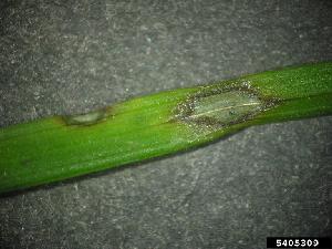 Leaf infected with Magnaporthe grisea (Picture by Paul Bachi, University of Kentucky Research and Education Center, Bugwood.org)
