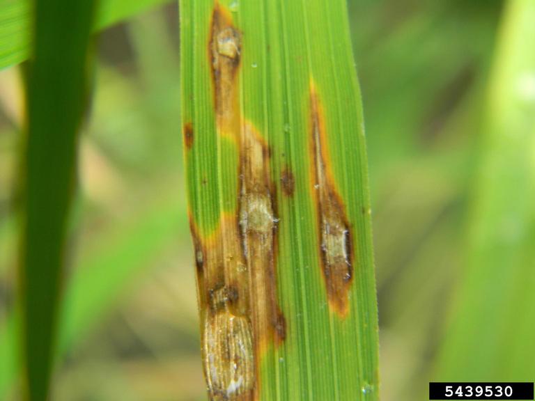 Rice blast disease caused by Pyricularia sp.