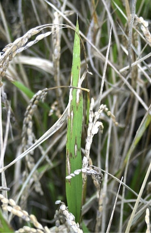 Rice blast lesions induced by P. oryzae on adult rice leaves
