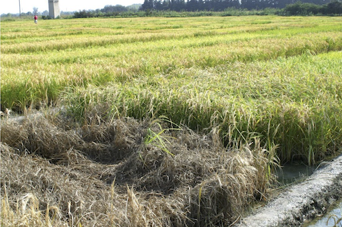 P. oryzae epidemics on adult rice plants in France