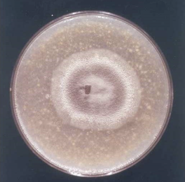 P. oryzae mycelium growing on a rice-agar medium.