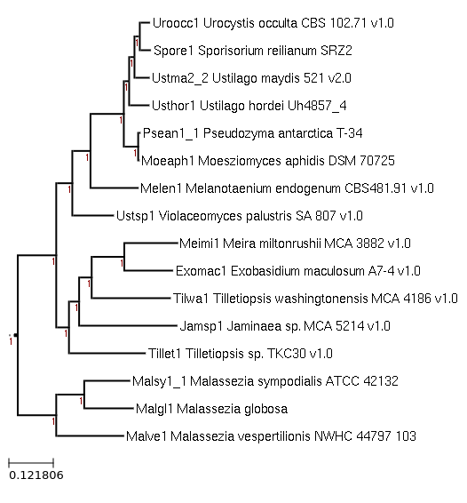 The species tree of Malassezia vespertilionis NWHC:44797-103 and related species