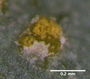 M. americana spore pustule. Image by Chase Crowell.