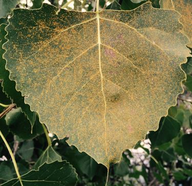 Poplar leaf infected with M. medusae. Image by Richard C. Hamelin.