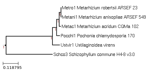 Metarhizium anisopliae ARSEF 549