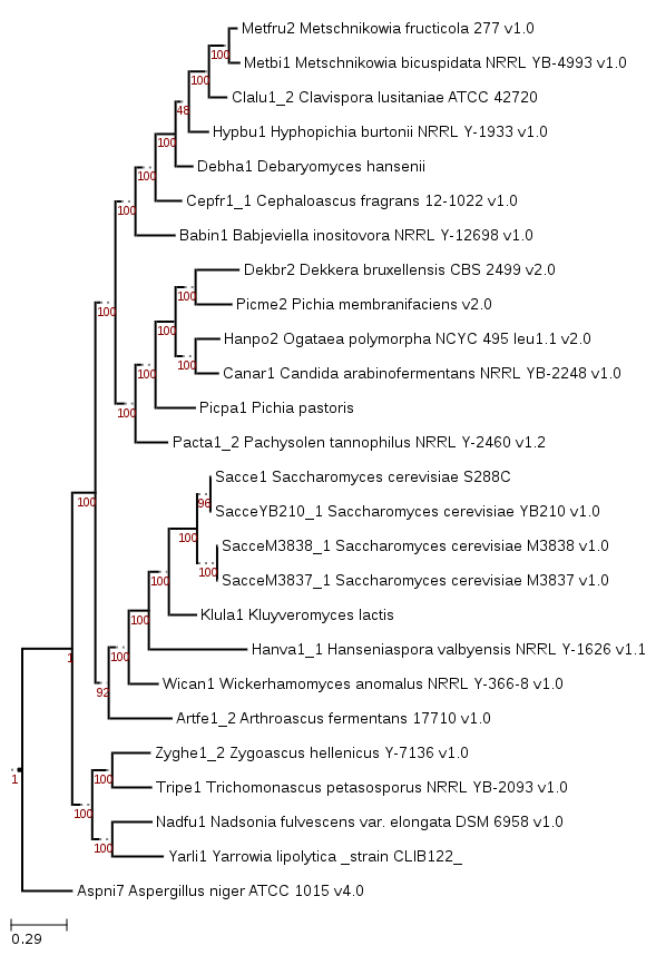 Maximum-likelihood phylogeny showing phylogenetic position of Metschnikowia fructicola 277.
